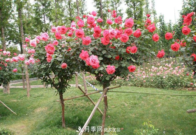 城市綠化就用月季樹(shù)，談月季樹(shù)在城市中的廣泛應(yīng)用(圖7)