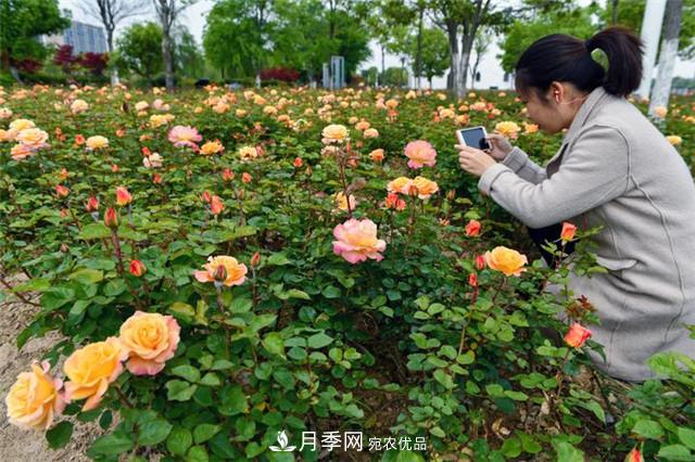 浙江東陽8萬株月季花開城市公園添新景(圖集)(圖1)