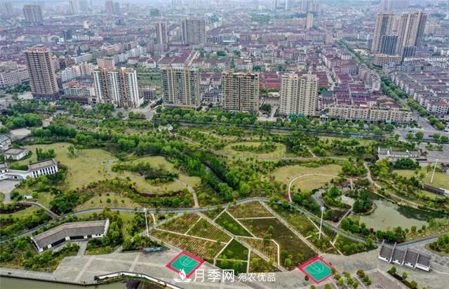 浙江東陽8萬株月季花開城市公園添新景(圖集)(圖2)