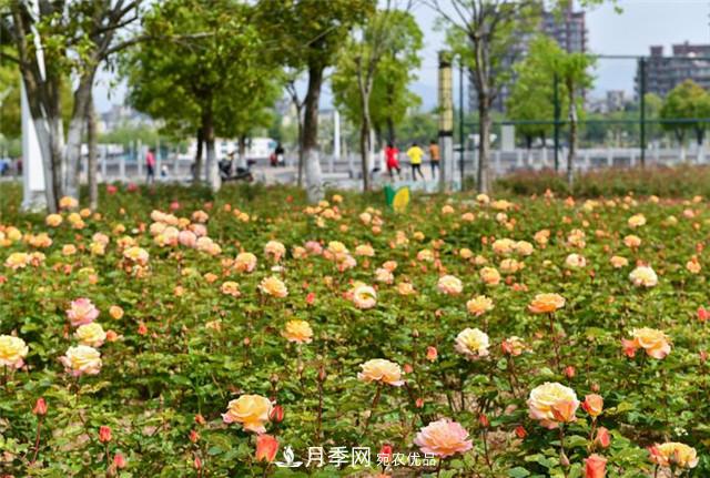 浙江東陽8萬株月季花開城市公園添新景(圖集)(圖4)