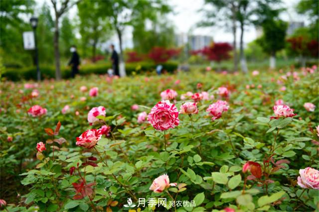 浙江東陽8萬株月季花開城市公園添新景(圖集)(圖5)