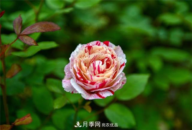 浙江東陽8萬株月季花開城市公園添新景(圖集)(圖3)