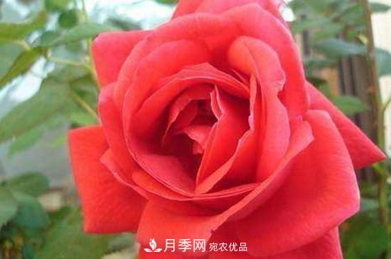 常見的月季的主要蟲害有哪些？(圖2)