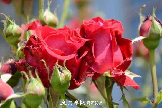 夏天月季多久澆水？(圖2)