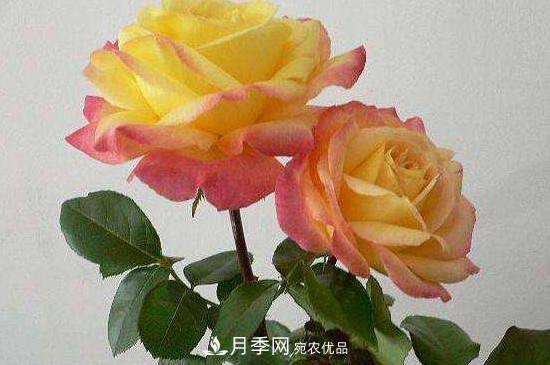 變色月季品種有哪幾個(gè)？(圖3)
