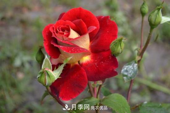 變色月季品種有哪幾個(gè)？(圖4)