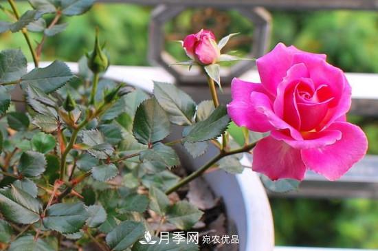 變色月季品種有哪幾個(gè)？(圖2)