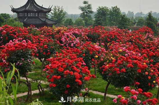月季之鄉(xiāng)，南陽(yáng)月季基地在哪里？(圖1)