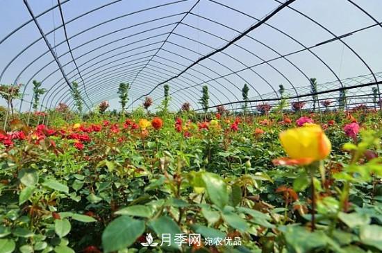 月季之鄉(xiāng)，南陽(yáng)月季基地在哪里？(圖2)