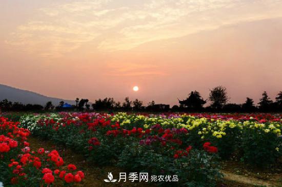 月季之鄉(xiāng)，南陽(yáng)月季基地在哪里？(圖3)