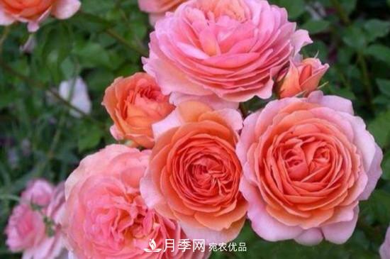 月季上有蜘蛛網(wǎng)怎么辦？解決辦法(圖1)