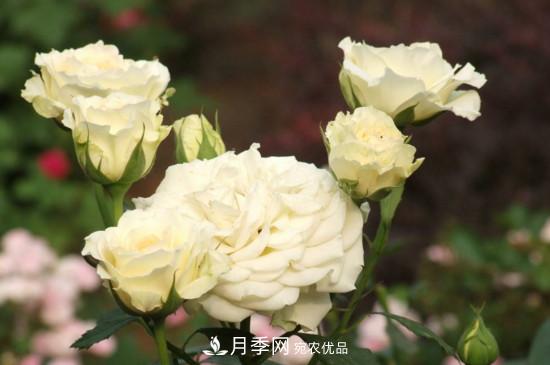 月季上有蜘蛛網(wǎng)怎么辦？解決辦法(圖2)