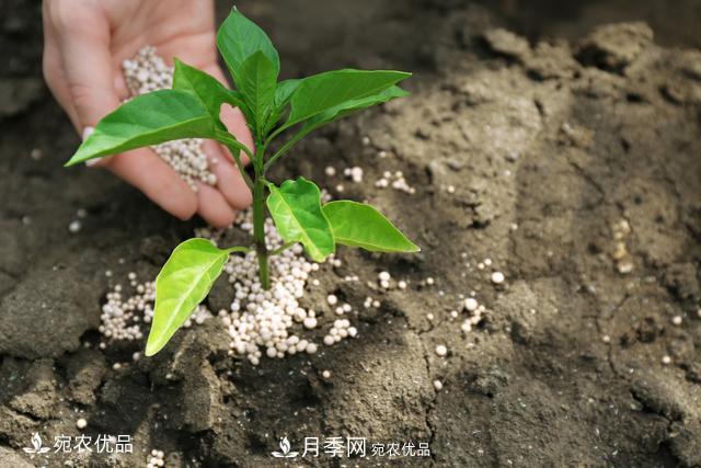 苗木種植成活率控制技術(shù)，及種植前的準備工作(圖6)