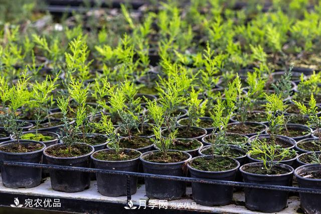 苗木種植成活率控制技術(shù)，及種植前的準備工作(圖5)