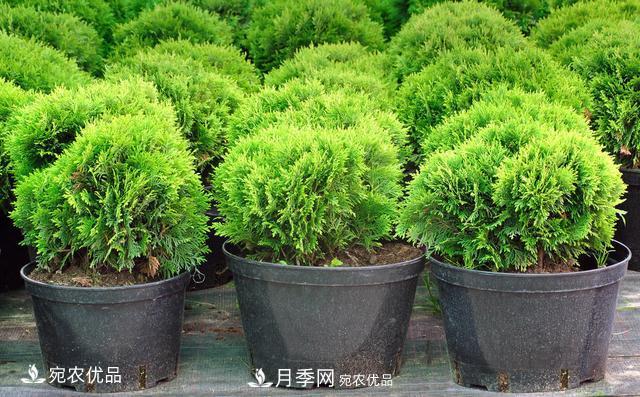苗木種植成活率控制技術(shù)，及種植前的準備工作(圖3)