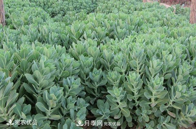 苗木種植成活率控制技術(shù)，及種植前的準備工作(圖1)