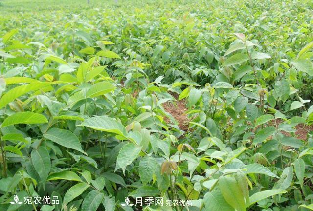 苗木種植成活率控制技術(shù)，及種植前的準備工作(圖2)