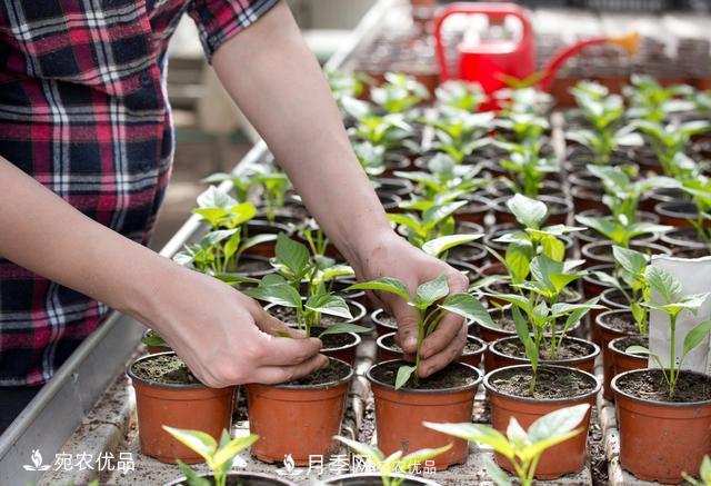 苗木種植成活率控制技術(shù)，及種植前的準備工作(圖4)