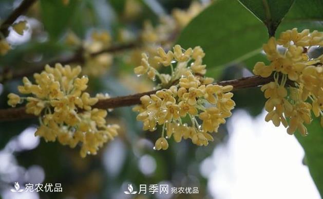 南陽苗木基地盤點(diǎn)桂花樹的四大品種，哪種***香***好***名貴？(圖1)