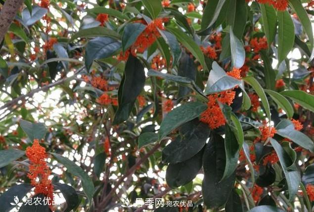 南陽苗木基地盤點(diǎn)桂花樹的四大品種，哪種***香***好***名貴？(圖3)