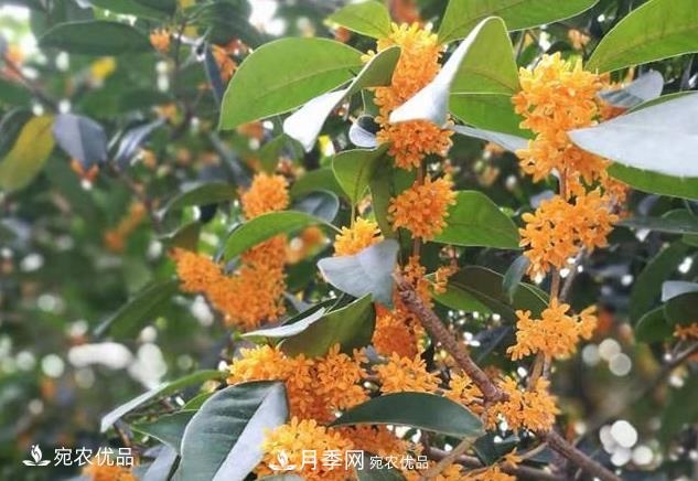 南陽苗木基地盤點(diǎn)桂花樹的四大品種，哪種***香***好***名貴？(圖2)