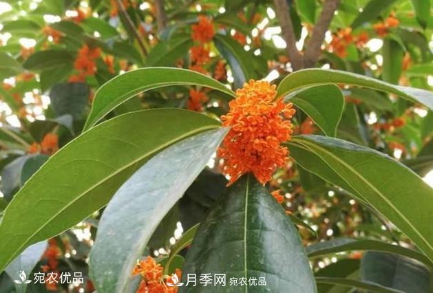 南陽苗木基地盤點(diǎn)桂花樹的四大品種，哪種***香***好***名貴？(圖4)