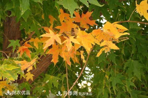 河南綠化苗木五角楓可以嫁接什么樹？五角楓嫁接技術(shù)和時(shí)間(圖3)