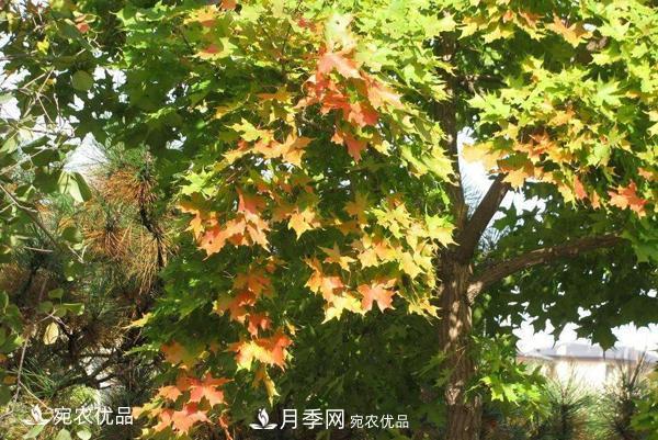 河南綠化苗木五角楓可以嫁接什么樹？五角楓嫁接技術(shù)和時(shí)間(圖1)