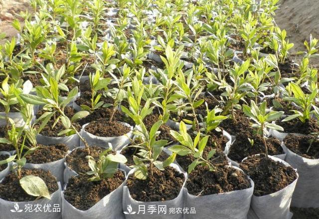 北方園林需求旺盛，分享大規(guī)格容器苗木培育技術(shù)以及管理方法(圖11)
