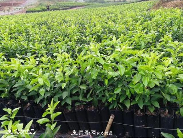 北方園林需求旺盛，分享大規(guī)格容器苗木培育技術(shù)以及管理方法(圖9)