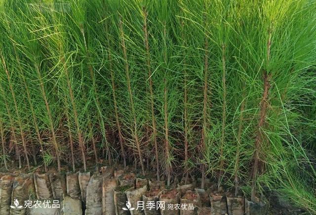 北方園林需求旺盛，分享大規(guī)格容器苗木培育技術(shù)以及管理方法(圖3)