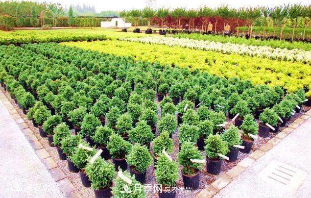 北方園林需求旺盛，分享大規(guī)格容器苗木培育技術(shù)以及管理方法(圖4)