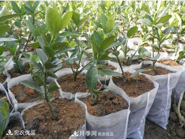 北方園林需求旺盛，分享大規(guī)格容器苗木培育技術(shù)以及管理方法(圖6)