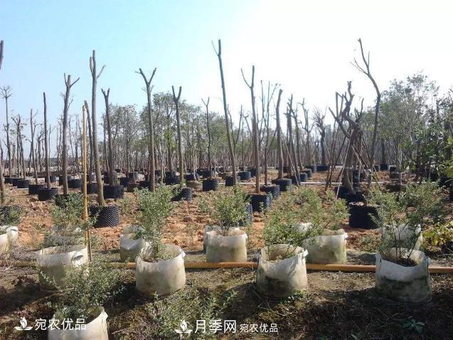 北方園林需求旺盛，分享大規(guī)格容器苗木培育技術(shù)以及管理方法(圖8)