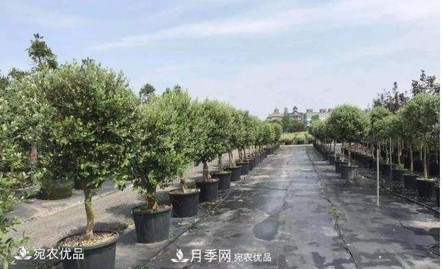 北方園林需求旺盛，分享大規(guī)格容器苗木培育技術(shù)以及管理方法(圖10)