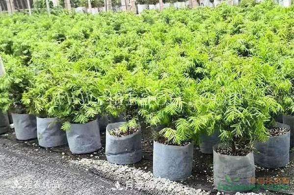 北方園林需求旺盛，分享大規(guī)格容器苗木培育技術(shù)以及管理方法(圖5)