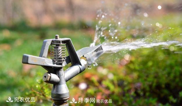 澆水學三年，南陽苗木合作社教你澆水的學問大著呢(圖2)
