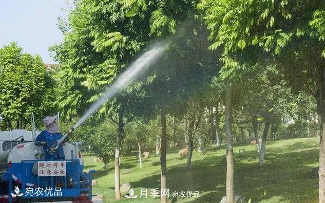 澆水學三年，南陽苗木合作社教你澆水的學問大著呢(圖3)