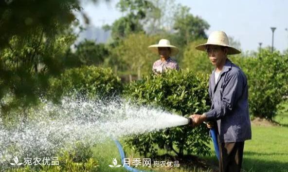 澆水學三年，南陽苗木合作社教你澆水的學問大著呢(圖1)