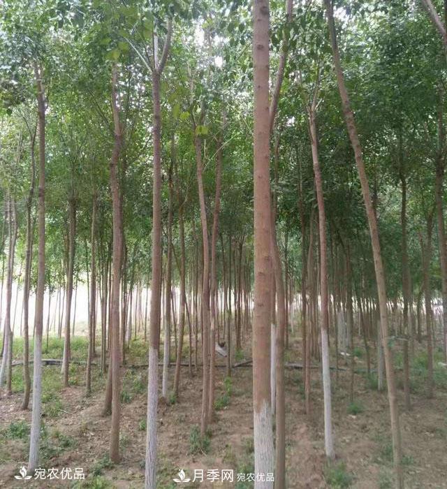 南陽綠化苗木基地的建設與整地施肥(圖1)
