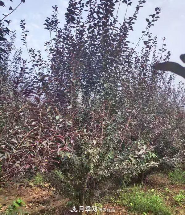 南陽市臥龍區(qū)香樟苗木批發(fā)基地(圖2)
