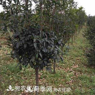 南陽(yáng)精品桂花球，3-5公分桂花苗桂花樹(圖4)