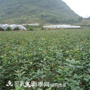 南陽(yáng)精品桂花球，3-5公分桂花苗桂花樹(圖6)