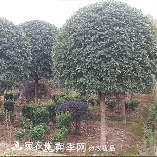 南陽(yáng)精品桂花球，3-5公分桂花苗桂花樹(圖1)