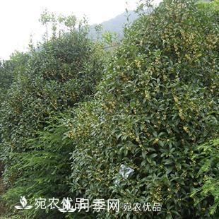 南陽(yáng)精品桂花球，3-5公分桂花苗桂花樹(圖2)