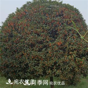 南陽(yáng)精品桂花球，3-5公分桂花苗桂花樹(圖3)