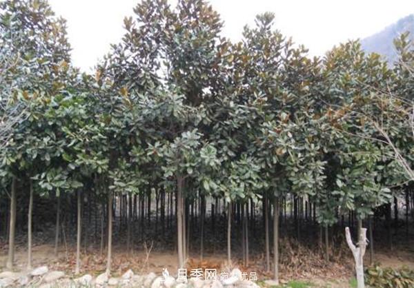 南陽哪家基地紅玉蘭紫玉蘭價(jià)格便宜？(圖3)