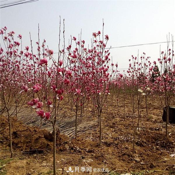南陽哪家基地紅玉蘭紫玉蘭價(jià)格便宜？(圖2)