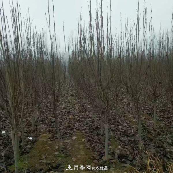 玉蘭之鄉(xiāng)，紫玉蘭紅玉蘭白玉蘭廣玉蘭二喬玉蘭的區(qū)別和價格(圖5)