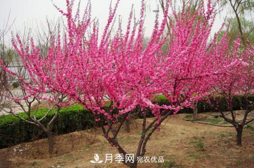 北方種植哪些開花的苗木、花卉比較適合？(圖2)